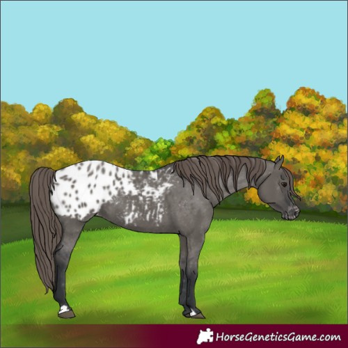 Horse Color:Grullo Appaloosa 