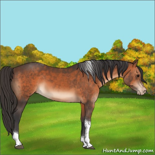 Horse Color:Brown Tobiano Appaloosa