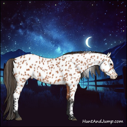 Horse Color:Bay Appaloosa 
