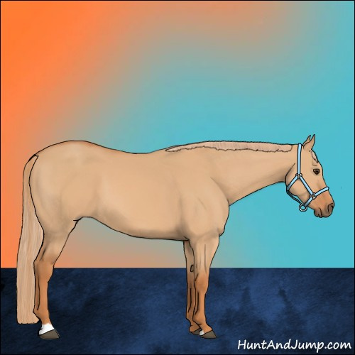 Horse Color:Red Dun 