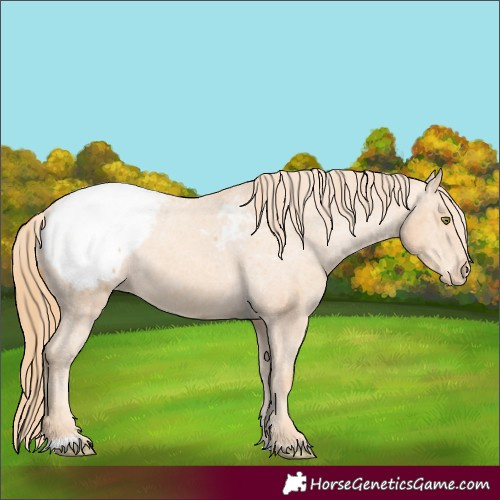 Horse Color:Gold Champagne Snowcap 