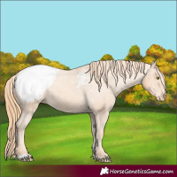 Horse Color:Gold Champagne Snowcap 