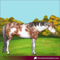 Horse Color:White Spotted Bay Sabino Frame 