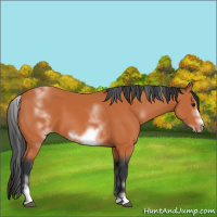 Horse Color:White Spotted Bay Sabino Frame