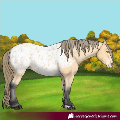 Horse Color:Buckskin Blanket