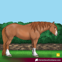 Horse Color:Chestnut 