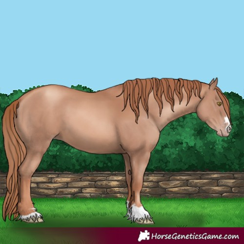 Horse Color:Gold Champagne