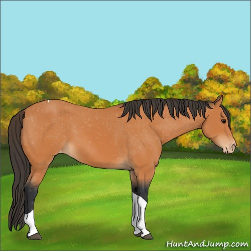 Horse Color:Bay Tobiano Appaloosa 