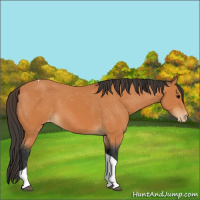 Horse Color:Bay Tobiano Appaloosa 