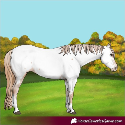 Horse Color:Chestnut Tobiano Appaloosa 