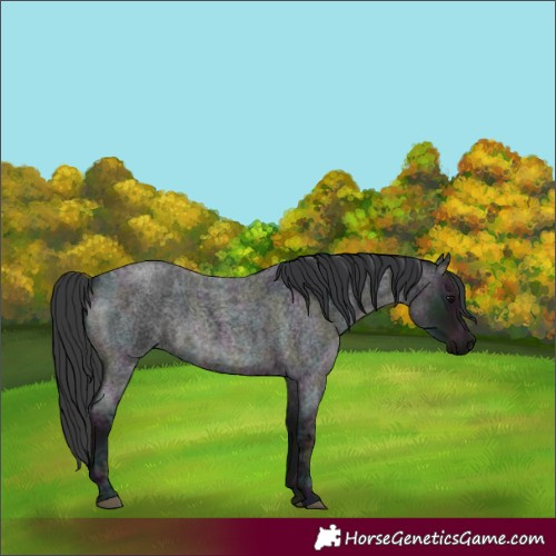 Horse Color:Midnight Blue Ice Roan
