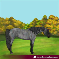 Horse Color:Midnight Blue Ice Roan 