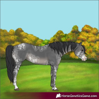 Horse Color:Black Ice Sabino 
