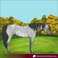 Horse Color:Blue Ice Roan 