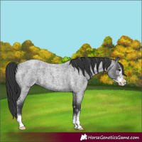 Horse Color:Blue Roan Sabino
