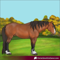 Horse Color:Bay 