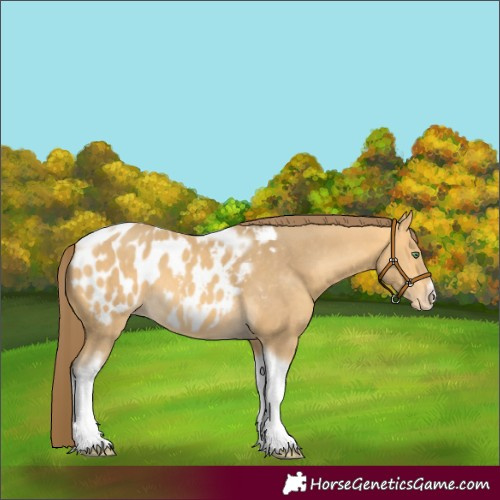Horse Color:Amber Cream Champagne Tobiano Frame Appaloosa Rabicano 