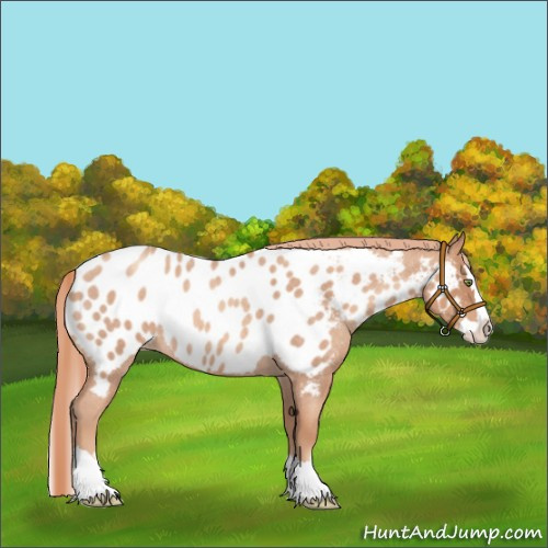 Horse Color:Gold Champagne Roan Splash Near Leopard Rabicano 