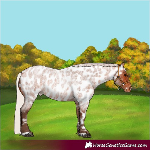 Horse Color:Silver Bay Roan Appaloosa 