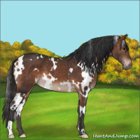 Horse Color:White Spotted Bay
