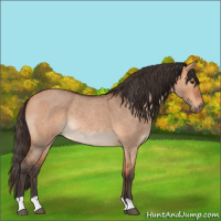 Horse Color:Bay Roan Dun Rabicano