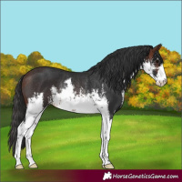 Horse Color:White Spotted Brown Rabicano