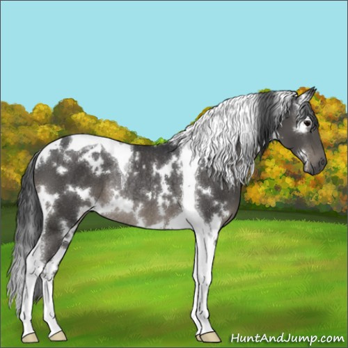 Horse Color:White Spotted Black Tobiano Rabicano 
