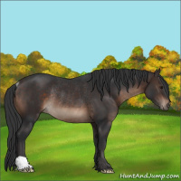 Horse Color:Brown Rabicano