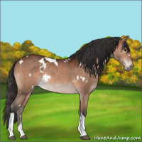 Horse Color:White Spotted Brown Tobiano