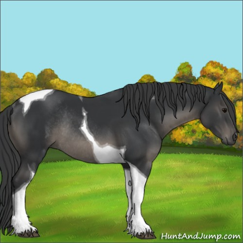 Horse Color:Black Tobiano Rabicano