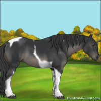 Horse Color:Black Tobiano Rabicano