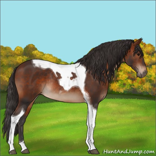 Horse Color:Bay Tobiano Rabicano 