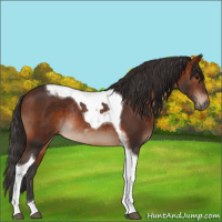 Horse Color:Bay Tobiano Rabicano 