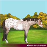 Horse Color:Bay Roan Frame Appaloosa