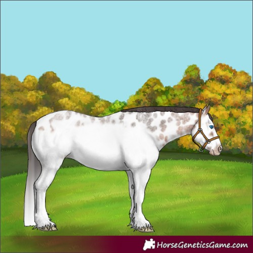 Horse Color:Bay Roan Splash Frame Appaloosa 