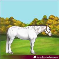 Horse Color:Bay Roan Splash Frame Appaloosa 