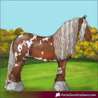 Horse Color:White Spotted Chestnut 