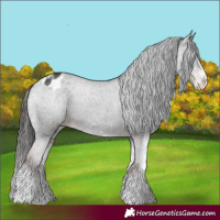 Horse Color:White Spotted Liver Chestnut Appaloosa 