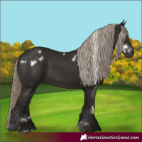 Horse Color:White Spotted Liver Chestnut 