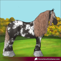 Horse Color:White Spotted Liver Chestnut