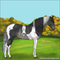Horse Color:Black Tobiano Rabicano