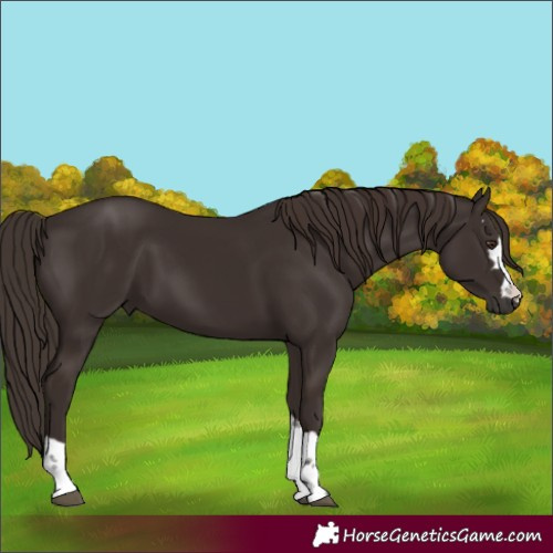 Horse Color:Liver Chestnut 