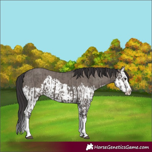 Horse Color:Smoky Grullo Sabino Splash  and Smoky Grullo Sabino Splash 