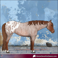 Horse Color:Red Roan Appaloosa 
