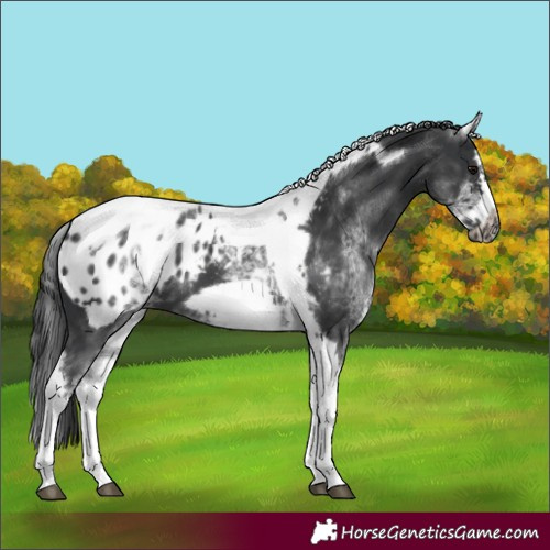 Horse Color:White Spotted Black Splash Tobiano Frame Appaloosa 