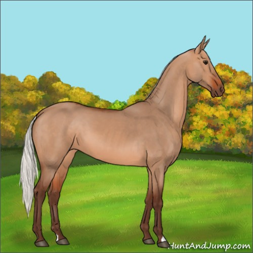 Horse Color:Silver Bay Dun