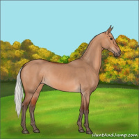 Horse Color:Silver Bay Dun 