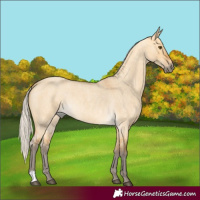 Horse Color:Silver Buckskin Roan Dun