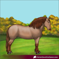 Horse Color:Red Dun 