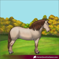 Horse Color:Red Dun 
